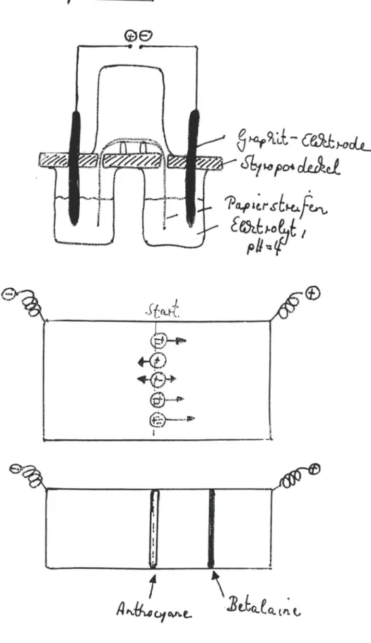 Abb. 19 : Aufbau der Elektrophorese-Apparatur und