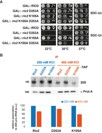 Figure 6. P-loop lysine modifies the Rio2 binding affinity landscape to the pre-40S. (A) Sc rio2 K105A is a partial suppressor of the  dominant-negative Sc rio2 D253A mutant