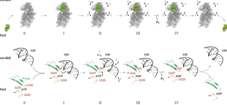 Figure 9. A model for the Rio protein release from the pre-SSU. Rio2 first associates with the pre-40S particle in a catalytically inactive / higher-affinity conformational-state where the P-loop lysine (Ct K106 / Sc K105) likely interacts with h30 of the 