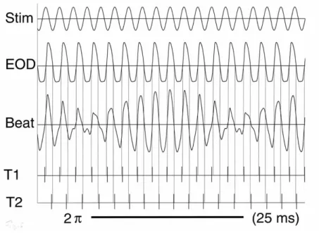 Figure 3. Stim A sine wave stimulus (of 440 Hz and 60% amplitude) and an Eigenmannia EOD  (electric  organ discharge of a  female,  of 400 Hz  and 100% amplitude) are superimposed (Beat, third line)