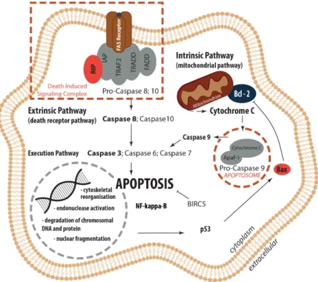 Figure 9. Overview: Regulation of Apoptosis. Extrinsic (death receptor pathway) and intrinsic  (mitochondrial pathway) apoptosis pathways as well as their interplay within the common execution  pathway are displayed