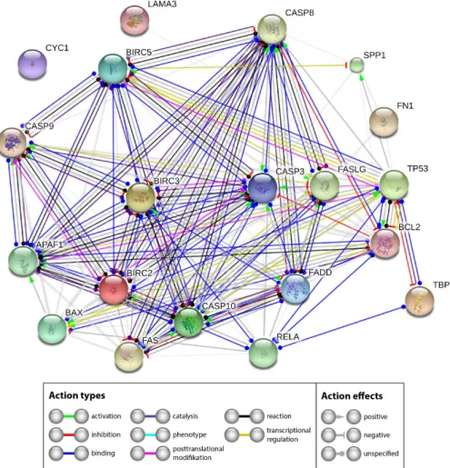 Figure 11. Mutual regulation of apoptosis related genes. STRING (Search Tool for the Retrieval of  Interacting Genes/Proteins) network analysis shows functional interactions of genes and their  products investigated