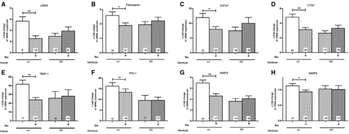 Fig. 1. Effect of BAY in wt- and cGKI-KO-kidneys on the mRNA expression levels of (A) a SMA, (B) fibronectin, (C) Col1a1, (D) CTGF, (E) TIMP-1, (F) PAI-1, (G) MMP2 and (H) MMP9