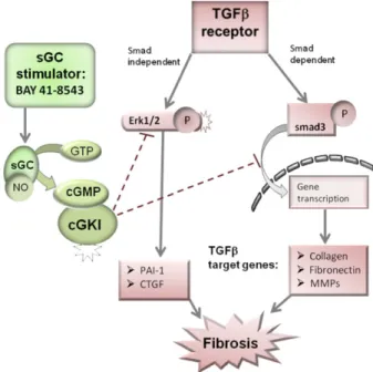 Fig. 9. Proposed model demonstrating a possible mechanism for BAY to intervene in the TGF b signalling pathway in renal fibrosis.
