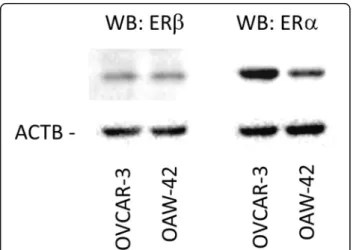 Fig. 1 Expression of ER β and ER α in OVCAR-3 and OAW-42 ovarian can- can-cer cells. Expression of the indicated receptors was examined by means of Western blot analysis