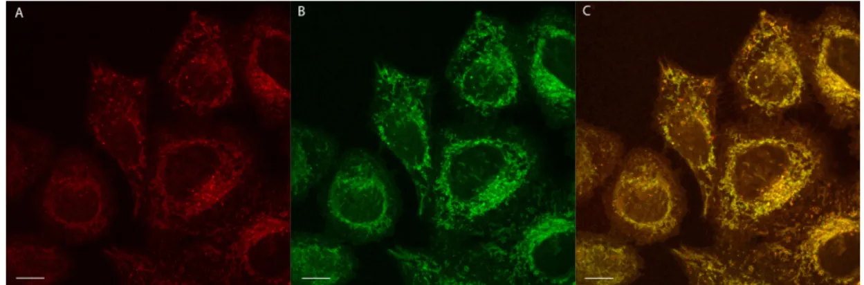 Figure 6. Mitochondria-targeting properties of 2. (A) Co-localization images of HeLa cells stained  with 2 (red) and (B) mitochondria-specific MitoTracker Green ®  (green); (C) Merged image of (A) and  (B)