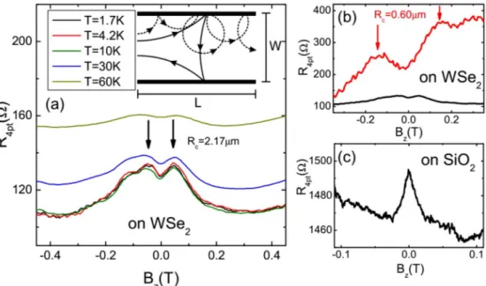 FIG. 6. (a) Magnetoresistance of hBN/graphene/WSe 2 at different temperatures. The inset: Schematic electron trajectories for R C &gt; W (solid lines) and R C &lt; W (dashed lines)