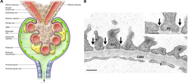 Fig.  1.4:  Microscopic  anatomy  of  the  filtration  barrier  (A)  the  glomerular  capillaries  are  covered  by  the  podocytes  which  form  contacts  to  each  other  with  their  interdigitating  foot  processes;  the  capillary  convolute  is  stab