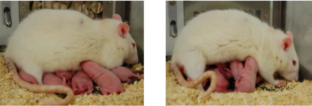 Figure 2 Lactating rat engaged in arched back nursing (ABN). 