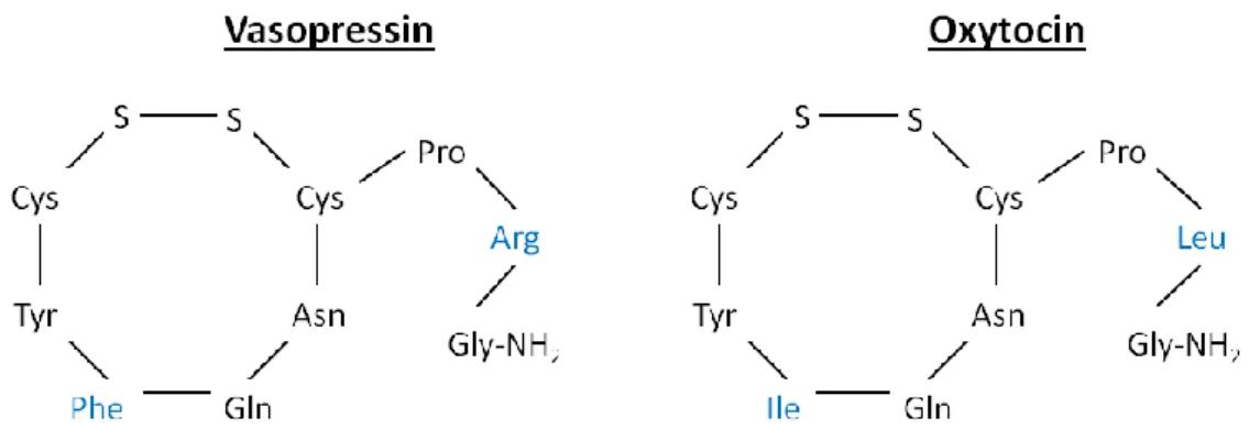Figure 4 Molecular structure of the nonapeptides vasopressin and oxytocin 