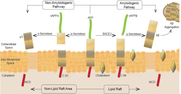 Abbildung 4.1: Spaltungsprodukte des APP durch unterschiedliche Sekretasen Die Abbildung zeigt die Spaltungsprodukte des in der Membran verankerten  Amyloid-Precursor-Proteins (APP) für unterschiedliche Sekretasen