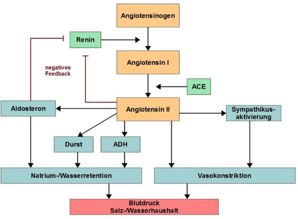 Abb. 1.2: Schematische Darstellung der Signalkaskade des RAAS. ACE = Angiotensin-converting Enzyme