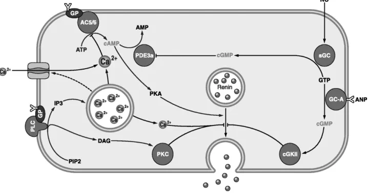 Abb. 1.5: Schematische Darstellung der intrazellulären Signalwege, die die Reninfreisetzung beeinflussen
