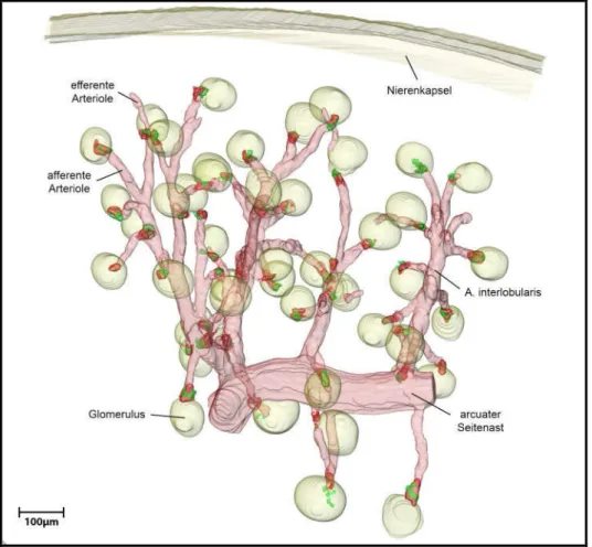 Abbildung  3.1:  [Gesamtansicht]  3D-Rekonstruktion  der  Glattmuskelaktin-  (rosa),  Renin-  (grün)  und  AKR1B7-  (rot)  Immunreaktivität  im  repräsentativen  Gefäßbaumabschnitt  einer  Wildtyp-Maus  [NS]  mit 