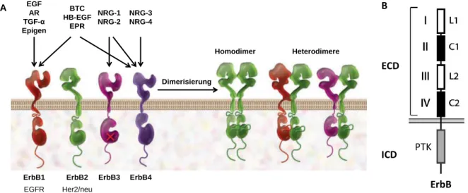 Abb.  3  A:  Die  Familie  der  ErbB-Rezeptoren  und  ihre  Liganden.  [modifiziert  nach  Marmor  et  al