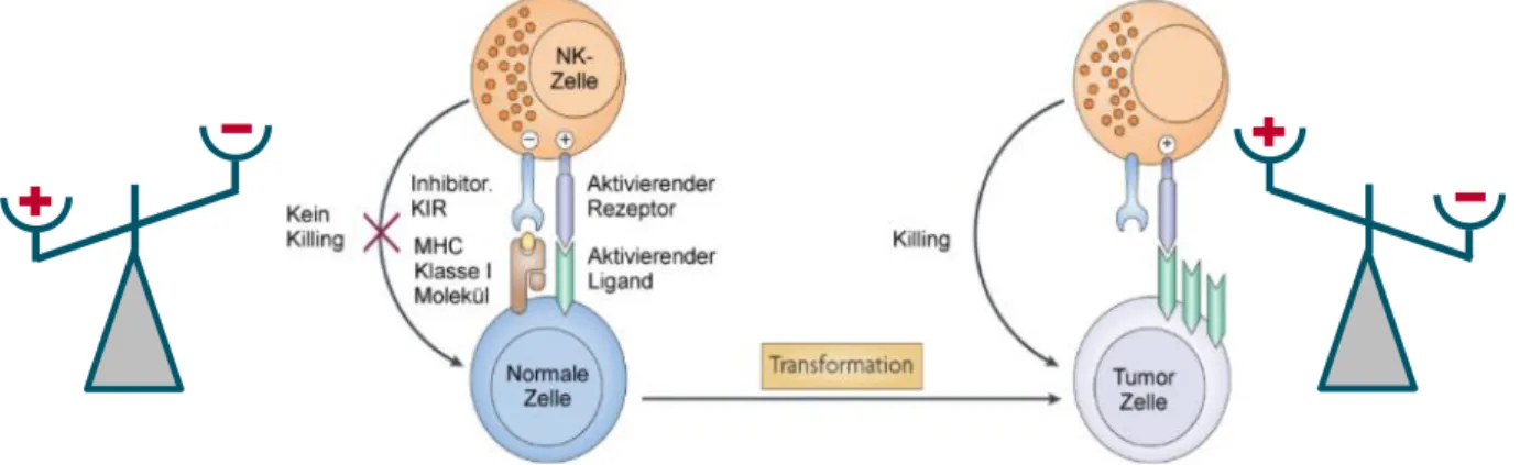 Tab. 2 Funktionellen und phänotypischen Eigenschaften von NK-Zellsubpopulationen. [erstellt nach  84,88,90–92 ] Neben dem Rezeptorenprofil regulieren v