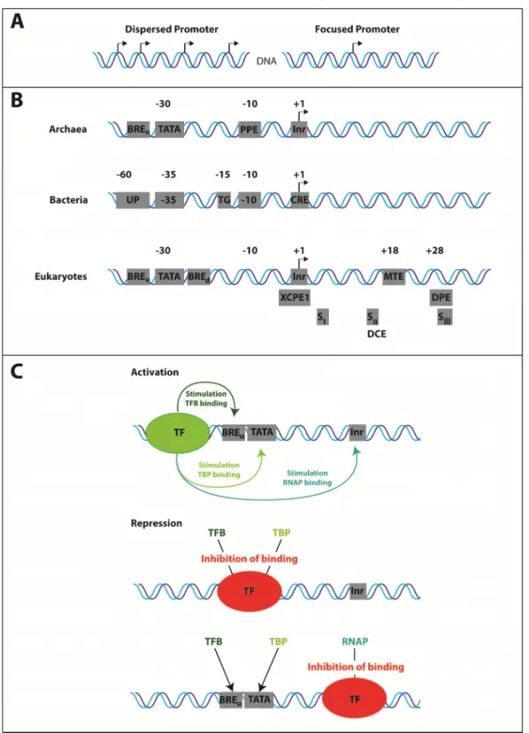 Figure 1: Promoter architecture and regulation of gene expression. A) Dispersed and focused (core) promoters differ in the number of their transcription start sites