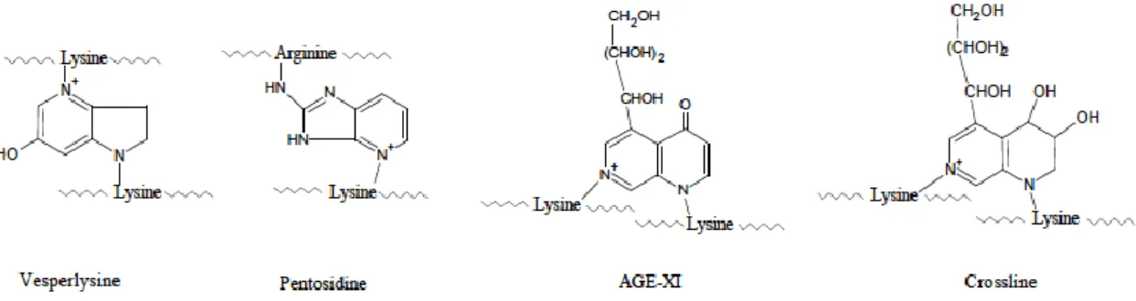 Abb. 1: Exemplarisch chemische Strukturformeln einiger fluoreszierender, quervernetzen- quervernetzen-der AGEs