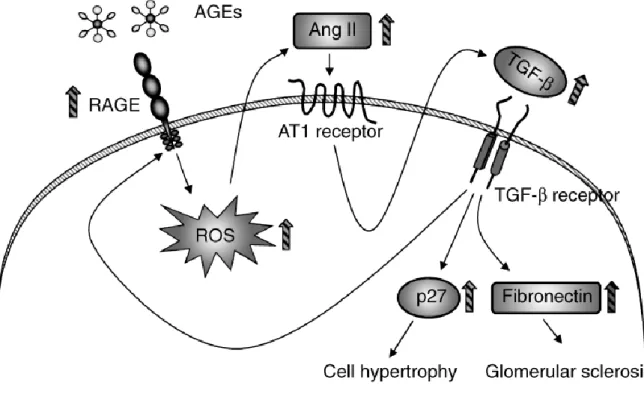 Abb. 6: Schematische Darstellung der Aktivierung des TGF-β-SMAD Signalweges durch AGEs in  Mesangiumzellen
