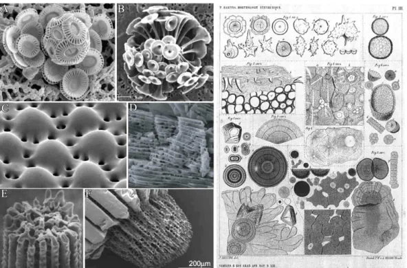 Figure 1.1. Left: SEM images of some exemplary biominerals. (A-B) Calcitic coccoliths of the marine calcareous alga Discosphaera tubifera and Emiliana Huxleyi 3,4 