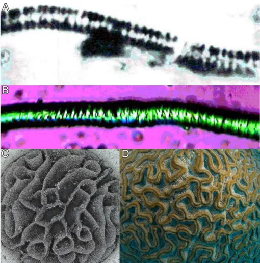 Figure 2.2. Biomimetic but abiotic: Comparison of a Precambrian microfossil (A) and a worm-like &#34;biomorph&#34; 64 (B)