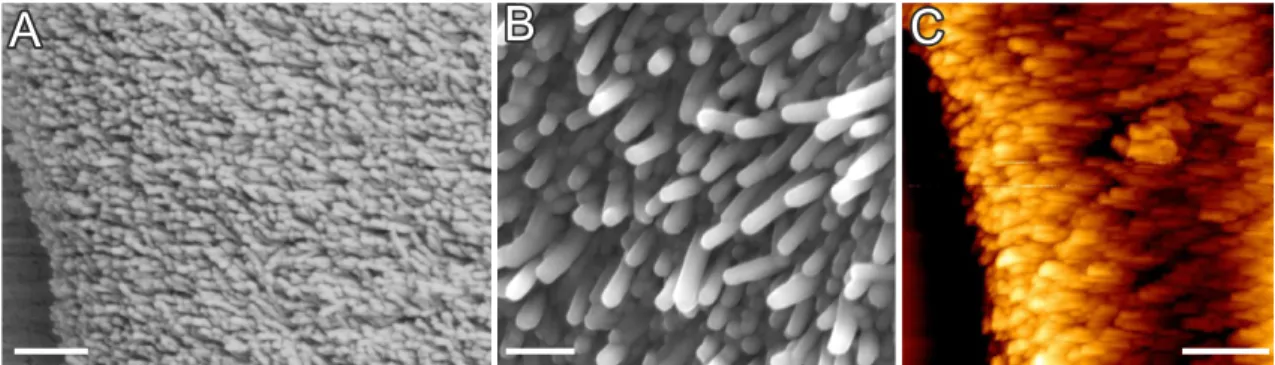 Figure 2.4. (A-B) FESEM and (C) AFM close-up views on the microstructure of silica- silica-carbonate biomorphs, revealing myriads of nanoscale BaCO 3 -rods.