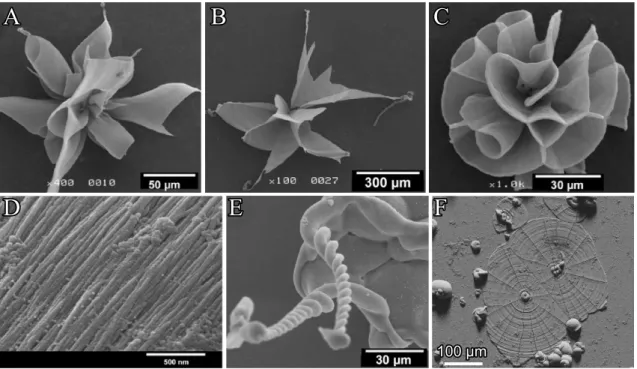 Figure 2.15. Silica biomorphs composed of SrCO 3 (strontianite). (A-E) Morphological variety observed in gel setups at pH 10.5