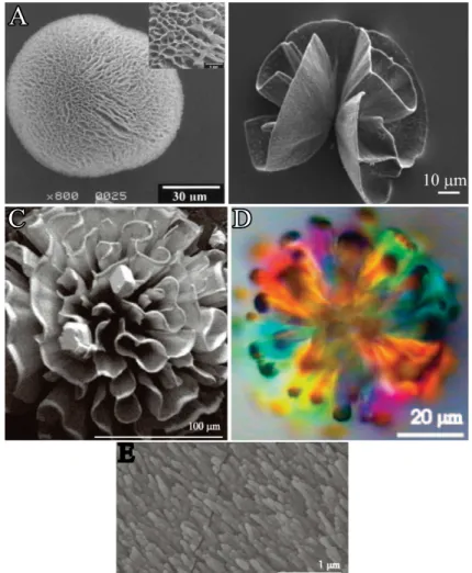 Figure 2.17. CaCO 3 biomorphs. (A-D) FESEM and polarized optical micrographs of arag- arag-onite aggregates with coral-like morphologies synthesized in (A) silica gel at pH 10.5 83 or (B-D) in diluted silica sols 84 at 80 ◦ C