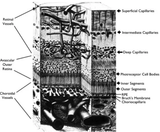 Abbildung 1: Schematische Darstellung der vasikulären Versorgung der Retina(48) 