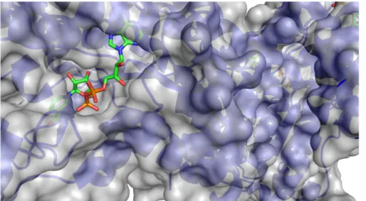 Figure  1.5  Crystal structure IWG3  of the GlucDH2  enzyme with a close-up of the  region harbouring NAD + 