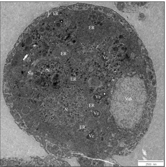 Abbildung 1.4: Elektronenmikroskopisches Bild eines Nephrozyten. 