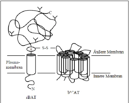 Abbildung  1.19:  Modell  der  heterodimere  Präsentation  von  b o,+   und  rBAT (verändert nach Palacín 1994)