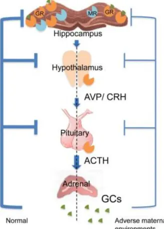 Abbildung  1  HPA-Achse  mit  Hervorhebung  des  Rückkopplungsmechanismus  unter  normalen Bedingungen (links) und chronischem Stress (rechts)