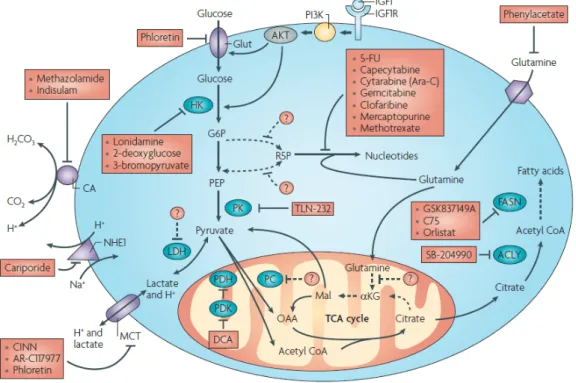Abbildung 1-8  Schematischer Ausschnitt aus  bereits  existierenden Angriffspunkten im  Metabolismus von Tumorzellen  