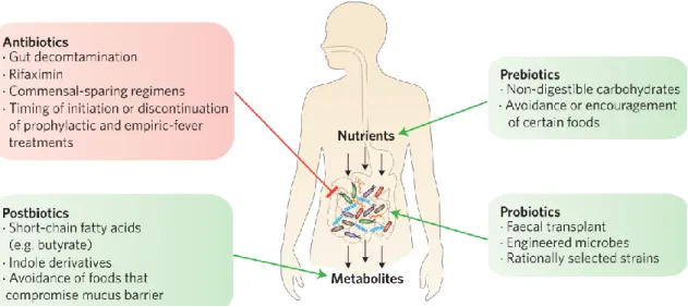 Figure 1.7: Clinical intervention of gut microbiota 