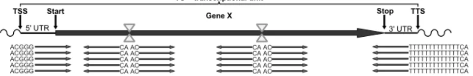 Figure 1: Schematic view of a transcriptional unit. RsaI restriction sites are indicated by yellow triangles