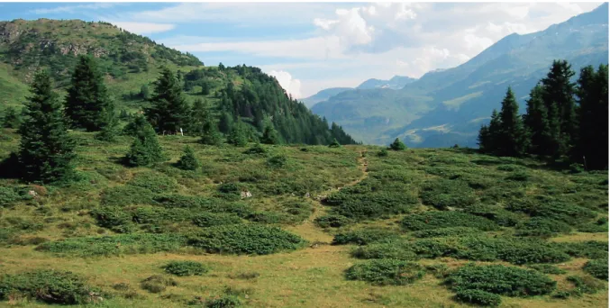 Abb. 1: Alpine Übergangszone zwischen geschlossenem Wald und der offenen Landschaft.