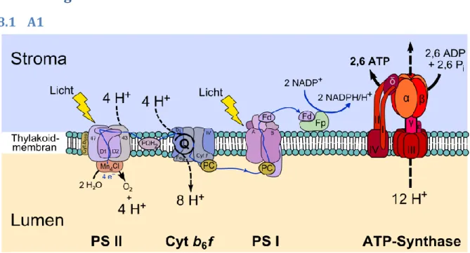 Abb. 1: Proteine des Photosystems.  