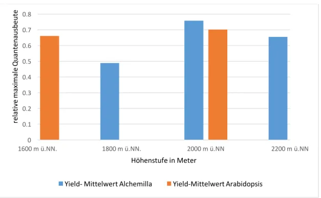Abbildung  5:  Yield-Mittelwerte  der  maximalen  Quantenausbeute  des  PS  II  von  Alchemilla  und  Arabidopsis  auf  den  verschiedenen Höhenstufen