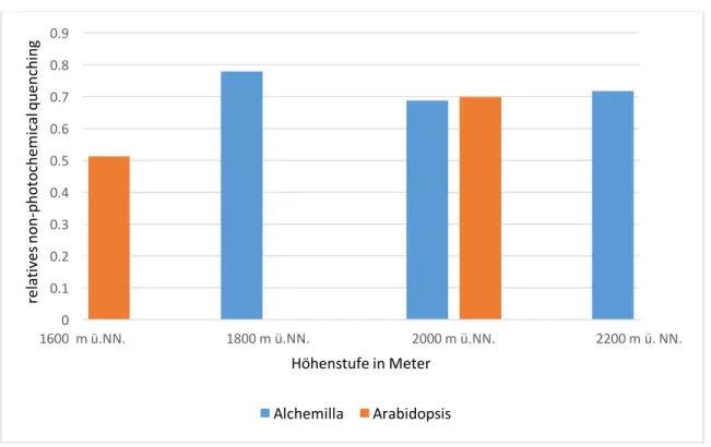 Abbildung 6: Summe aus Y(NO) und Y(NPQ) (kennzeichnen Schutzmechanismen) von Alchemilla und Arabiopsis auf  den verschiedenen Höhenstufen