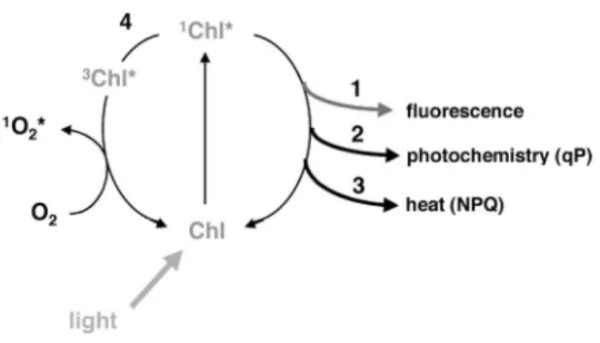 Abbildung 1: Dargestellt sind die drei konkurrierenden Prozesse,  wie  das  durch  Lichtenergie  angeregte  Chlorophyll  in  seinen  Grundzustand zurück überführt werden kann (Müller et al., 2001) 