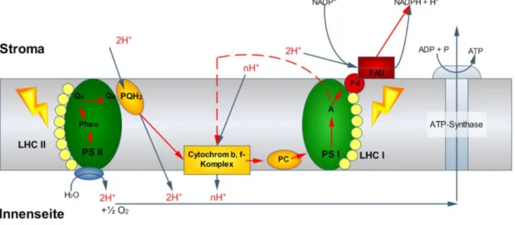 Abb.  2:  Linearer  (durchgezogene  Striche)  und  zyklischer  Elektronentransport  (rot  gestrichelte  Linien)  in  der  Thylakoidmembran während Lichteinstrahung 