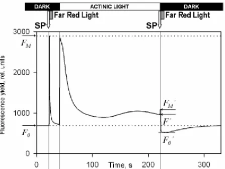 Abbildung 4: Beispielgraph zum Fluoreszenzverlauf (Walz GmbH, 2007) 