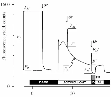 Abbildung 3: Messungen für die &#34;Saturating Pulse Analysis&#34;. AL: actinic light (photosynthetisch aktives Licht); D: Dunkel; 