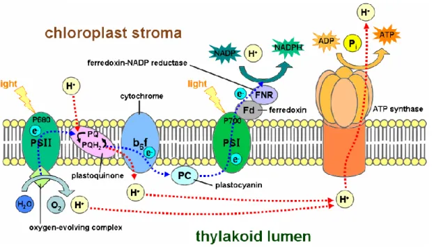 Abbildung 1: Anordnung und Schema der Komplexe, die für die Photosynthese benötigt werden (Komplexe sind  innerhalb der Thylakoidmembran angeordnet).