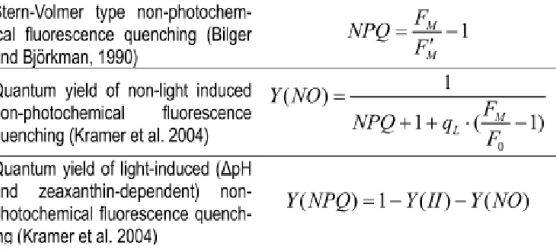 Abbildung 2: Formeln zur Berechnung des NPQ (non-photochemical quenching), des Y(NPQ) und des Y(NO) 