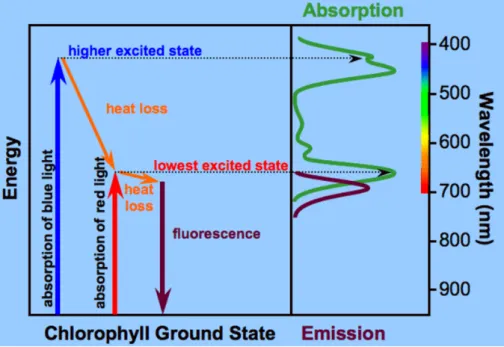 Abb. 1: Lichtabsorption und –emission bei Chlorophyll a. 
