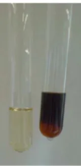Abb. 3:  Links die kaum gefärbte Glucose-Lösung, rechts die intensiv rot-braun gefärbte  Fructose-Lösung