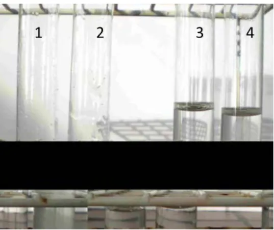 Abb. 1: Ansätze vor Zugabe der Nachweisreagenz. Glucose- (1) und Formaldehyd (2) für die Schiffsche  Probe, Glucose- (3) und Stärke-Lösung (4) für die Lugolsche Probe   