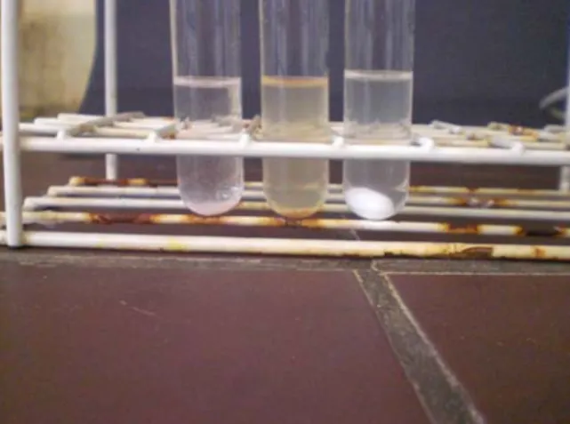 Abb. 5: Lösungen für die Dünnschicht-Chromatographie. Selbst isolierte Natriumglutamat- Natriumglutamat-Kristalle (links), Brühwürfel (Mitte) und reines Natriumglutamat als Referenz (rechts) 